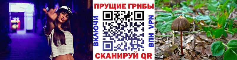 Галлюциногенные грибы прущие грибы  Апатиты 